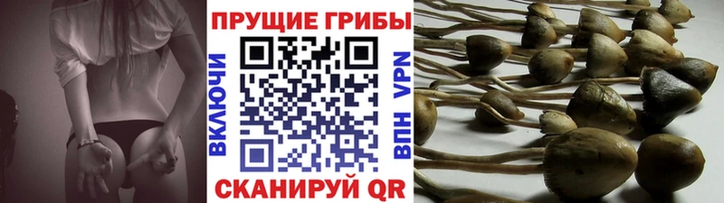 Галлюциногенные грибы Psilocybine cubensis  где найти   Тверь 